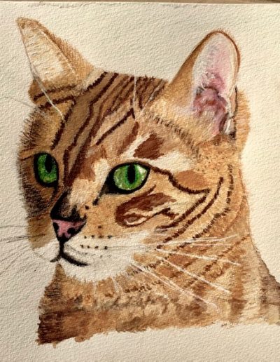 Portrait of Bengal Cat