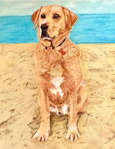 Labrador cross
