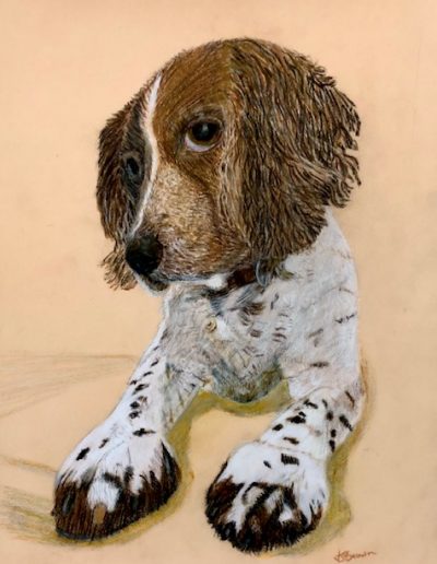 Cocker Spaniel